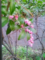 20110328071325.jpg